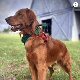 Red - Golden Retriever