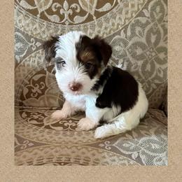 AKC Cody - Parti male Yorkshire Terrier puppy in Bonney Lake, Washington from Enchanted Yorkies