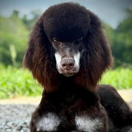 Gomez - Poodle