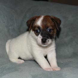 Sneak Girl 2 - White and tan female Russell Terrier puppy in Middletown, Virginia from DBF Russell Terriers
