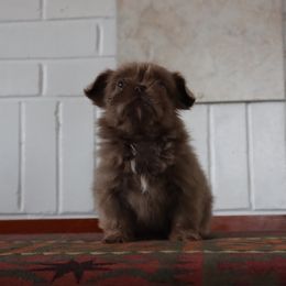 Lilac - Lilac female Shih Tzu puppy in Clinton, Tennessee from Southland’s Shih Tzus