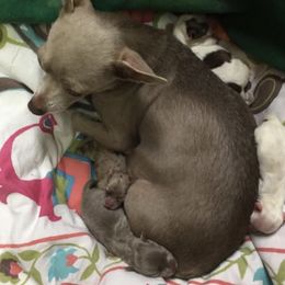 Chihuahuas from Exotic Fur Babies