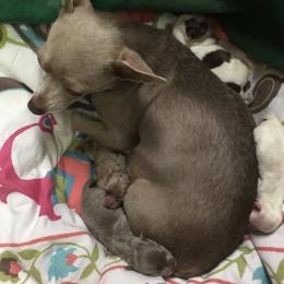 Chihuahuas from Exotic Fur Babies