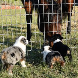 Miniature Australian Shepherd Puppies from Knockout Aussies
