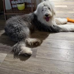 Samson - Gray and white male Old English Sheepdog puppy in Carthage, Illinois from Rainbow Acres Old English Sheepdogs
