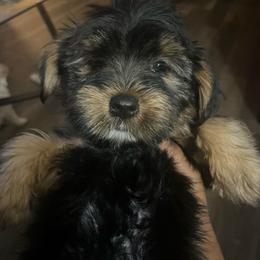 Sid - Black and tan male Yorkipoo puppy in Gastonia, North Carolina from Dynasty Kennel