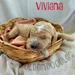 Goldendoodle Puppies from R&L Goldendoodles