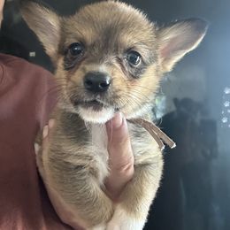 Lt pink - White and red female Pembroke Welsh Corgi puppy in Rochester, New York from Tnt Yorkies and Cosmic corgis