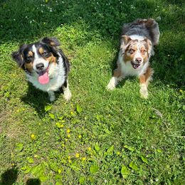 Napa - Australian Shepherd
