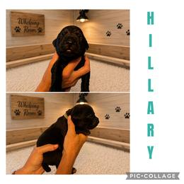 Girl 2 - Black female Cane Corso puppy in Scott County, Tennessee from Nuovo Inizi Kennels