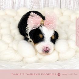Girl 4 - Tri-color female Bernedoodle puppy in Otisville, Michigan from Danie’s Darling Doodles LLC
