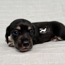 Boy 2 - male Dachshund puppy in South Easton, Massachusetts from Depot Dachsies