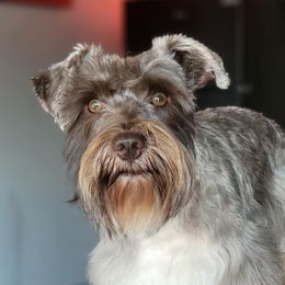 Whiskey - Miniature Schnauzer