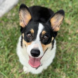 Lilo - Pembroke Welsh Corgi