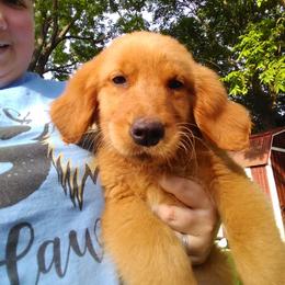 Golden Retriever Puppies from Ginger Snap Golden Retrievers