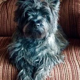 Cairn Terrier All Grown Up from Stonehaven Cairn Terriers
