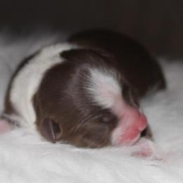 Pluto - Red tri-color male Australian Shepherd puppy in Star City, Arkansas from Circle P Farm Australian Shepherds