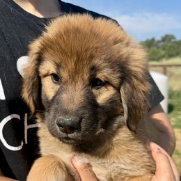 Umi- purple - Tan female Colorado Mountain Dog puppy in Cotopaxi, Colorado from Once Upon A Moose (OUM)