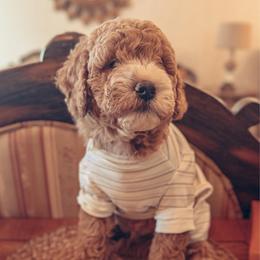 Rich - Medium - Apricot male Goldendoodle puppy in Lancaster, California from Kid's Best Doodle