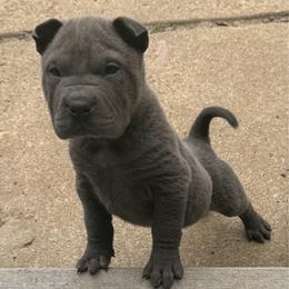 Louie - Blue dilute male Chinese Shar-Pei puppy in Auburn, Kansas from Justin's Chinese Shar-Pei