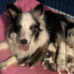 Iris - Shetland Sheepdog