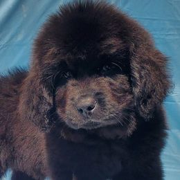 Harriet (Blue) - Black female Newfoundland puppy in Winfield, Pennsylvania from Najuananlo Newfoundlands