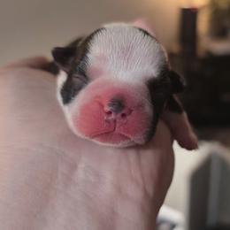 Tan - Black and white female Boston Terrier puppy in Clinton Township, Michigan from Greenberg's Boston Terriers & Bullies of Metro Detroit