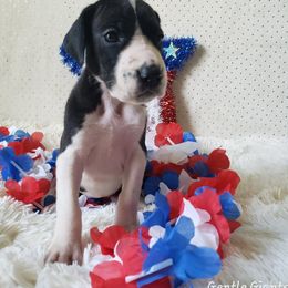 Great Dane Puppies from Gentle Giants of Tennessee Great Danes