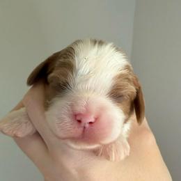 Blenheim Boy - Blenheim male Cavalier King Charles Spaniel puppy in Washington, North Carolina from Farmhouse Cavaliers NC
