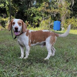 Hobbs - Beagle