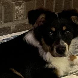 Australian Shepherds from Dixie Australian Shepard