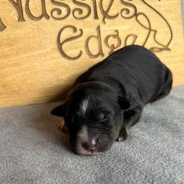 Fajita - Black tri-color female Australian Shepherd puppy in Tuftonboro, New Hampshire from Aussies Edge Farm
