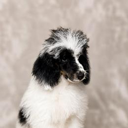 Black Tri Male - Phantom male Poodle puppy in Belgreen, Alabama from Scott’s Farm Poodles and Doodles