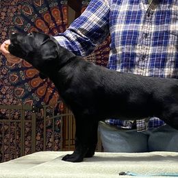 Boy 2 - Labrador Retriever puppy in Jerome, Idaho from Bringan Labrador Retrievers