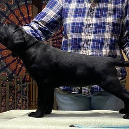 Boy 2 - Labrador Retriever puppy in Jerome, Idaho from Bringan Labrador Retrievers