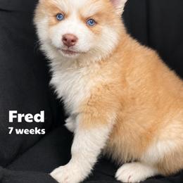 Fred - Red and white male Pomsky puppy in Winston, Oregon from Arctic Tails Spitz