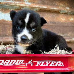 Sky - Black and white male Siberian Husky puppy in Union Grove, Alabama from Southern Siberian Life
