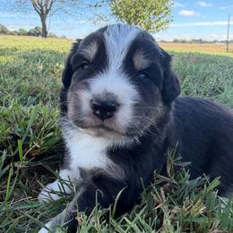 Adorable Boy 2-Black Tri - Black tri-color male Australian Shepherd puppy in Mayfield, Kentucky from Hamilton Farms