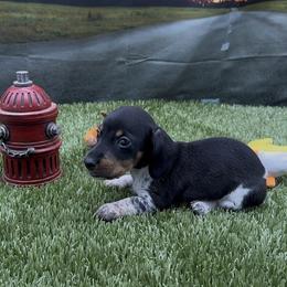 Black and Tan Piebald Wirehair - Piebald male Dachshund puppy in Killeen, Texas from Southern Dachshunds
