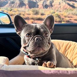 Bella - French Bulldog