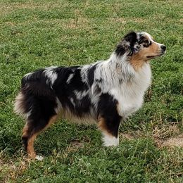 Chorus - Australian Shepherd