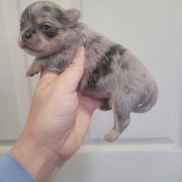 Boy 2 - Merle male Chihuahua puppy in Warsaw, Virginia from B&D Chihuahuas