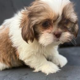 Sawyer - Liver and white male Shih Tzu puppy in Covington, Georgia from Top Hats 2  Shih Tzu’s