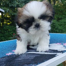 Shih Tzu Puppies from Mackwood Shih Tzu