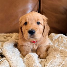 Cumin (Red Collar) - Dark golden male Golden Retriever puppy in Jefferson, Iowa from New Beginnings Acres
