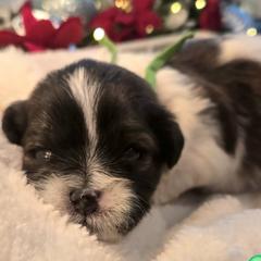 Green Collar- Gatsby - Black and white male Shichon puppy in Upland, California from IDREAMOFPUPPIES