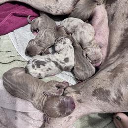 Boston Terrier and Great Dane Puppies from Splashed To Perfection Farms
