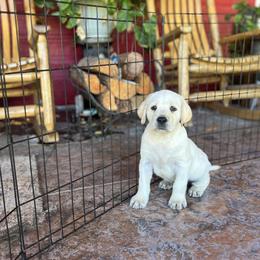 Labrador Retriever Puppies from Knotty Creek Labradors