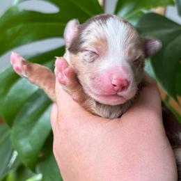 Koffee - Red merle female Toy Australian Shepherd puppy in Quincy, Michigan from Ivy Meadows and Friends
