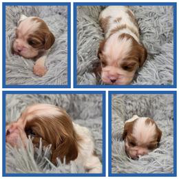 McSteamy - Blenheim male Cavalier King Charles Spaniel puppy in Sparta, Georgia from Southern Edge Kennel